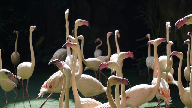 Le flamant rose (Phoenicopterus roseus) est une esp&egrave;ce d'oiseau aquatique appartenant &agrave; la famille des flamants. Il est connu pour son plumage rose vif, qui est particuli&egrave;rement &eacute;clatant chez les adul