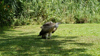 european black vulture|Aegypius monachus|黑兀鷲
