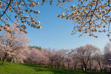 Obraz premium サクラが満開の公園 