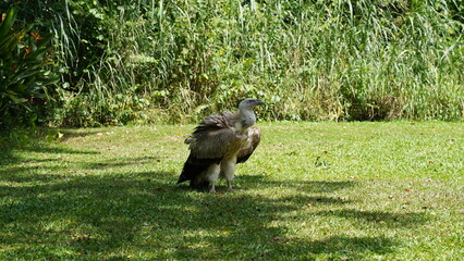 クロハゲワシ（黒禿鷲、学名：Aegypius monachus）
クロハゲワシ は、ユーラシア大陸に広く分布する世界最大級の猛禽類 で、ワシタカ目（Accipitriformes）タカ科（Accipitridae）に属します。巨大な翼と鋭い嘴を持ち、主に腐肉食 をすることで生態系の「掃除屋」としての役割を担っています。