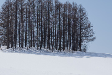 冬の晴れた日のカラマツ林

