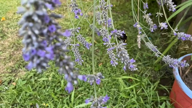 abejorro recolectando p&oacute;len en las flores de lavanda, c&aacute;mara lenta