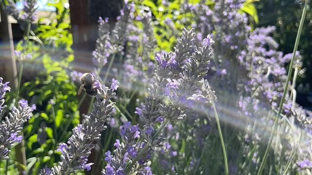 abejorro recolectando p&oacute;len en las flores de lavanda, d&iacute;a soleado