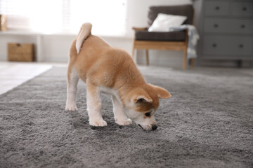 Adorable akita inu puppy near puddle on carpet at home