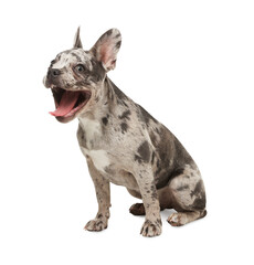 Cute French Bulldog sitting on white background