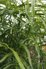 close up of green grass