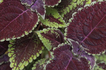 red and green leaf