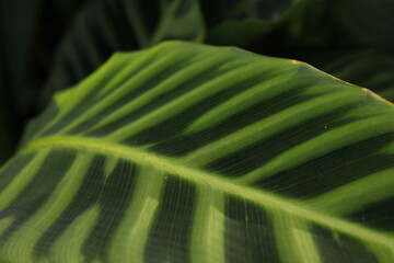 close up of leaf
