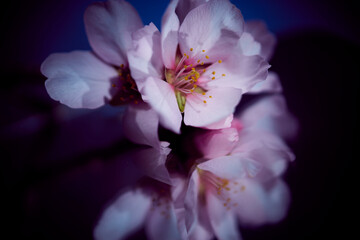 Flor de almendro en primavera