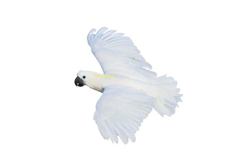 Beautiful cockatoo parrot flying isolated on transparent background png file  © Passakorn