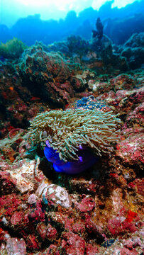 Underwater photo of clown fish and anemone at the coral reef.