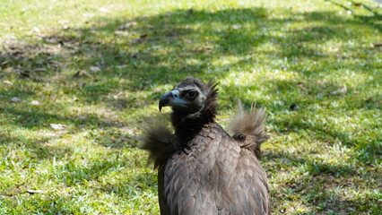 european black vulture|Aegypius monachus|黑兀鷲