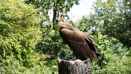 Fototapeta premium Aegypius monachus, commonly known as the Cinereous Vulture or Monk Vulture, is one of the largest birds of prey in the world and belongs to the Accipitridae family. |黑兀鷲