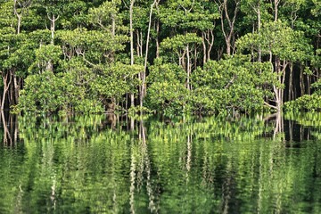 Okinawa,Japan - July 3, 2022: Mangrove forest along Fukido river in Ishigaki island, Okinawa, Japan
