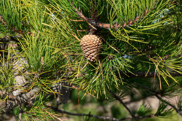 small pine cone  on a branch  at  a state park,