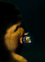 Spinyhead blenny (Acanthemblemaria spinosa) on the reef on the Dutch Caribbean island of Sint...
