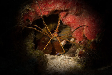 Yellowline arrow crab (Stenorhynchus seticornis) on the reef on the Dutch Caribbean island of Sint...