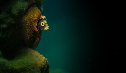 Spinyhead blenny (Acanthemblemaria spinosa) on the reef on the Dutch Caribbean island of Sint...