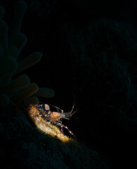 Obraz na płótnie Canvas Spotted cleaner shrimp (Periclimenes yucatanicus) on the reef on the Dutch Caribbean island of Sint Maarten