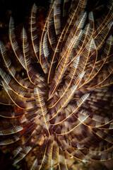 Feather duster worm (Sabellastarte spectabilis) on the reef on the Dutch Caribbean island of Sint...