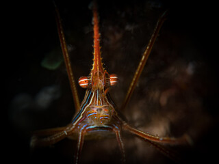 Yellowline arrow crab (Stenorhynchus seticornis) on the reef on the Dutch Caribbean island of Sint...