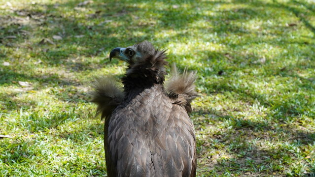 Der Europ&radic;&sect;ische Schwarze Geier, auch bekannt als M&radic;&part;nchsgeier (Aegypius monachus), ist einer der gr&radic;&part;&radic;&uuml;ten Greifv&radic;&part;gel der Welt.