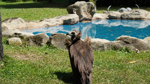 european black vulture|Aegypius monachus|黑兀鷲