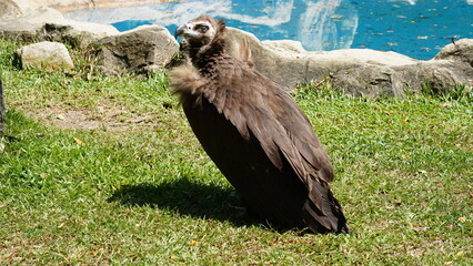 european black vulture|Aegypius monachus|黑兀鷲