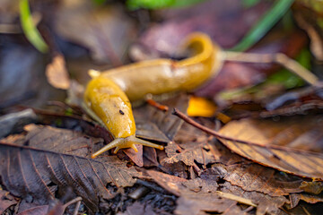 Banana slug (Ariolimax columbianus) crawling on wet leaves in the forest.