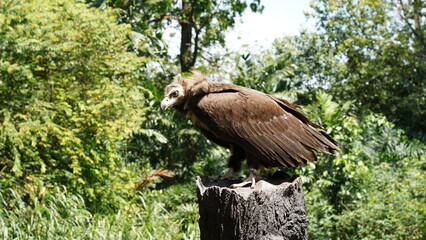 Aegypius monachus, commonly known as the Cinereous Vulture or Monk Vulture, is one of the largest birds of prey in the world and belongs to the Accipitridae family. |黑兀鷲