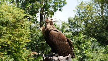 european black vulture|Aegypius monachus|黑兀鷲