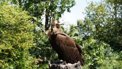 Aegypius monachus, commonly known as the Cinereous Vulture or Monk Vulture, is one of the largest birds of prey in the world and belongs to the Accipitridae family. |黑兀鷲