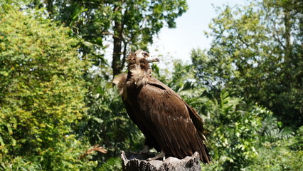 Aegypius monachus, commonly known as the Cinereous Vulture or Monk Vulture, is one of the largest birds of prey in the world and belongs to the Accipitridae family. |黑兀鷲