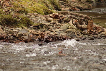 Flowing river