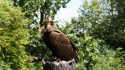 european black vulture|Aegypius monachus|黑兀鷲
