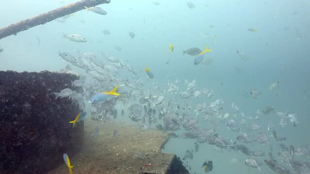 A group of snapper fish swimming around the front ship gun of HTMS Sattakut wreck in deep blue sea 