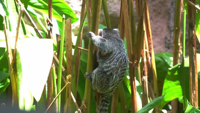 Cute little common marmoset, callithrix jacchus holding and hanging firmly on to the plant under bright sunlight surrounded by various vegetations, close up shot.