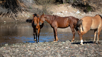 Bay stallion nuzzles mare at the Salt River wild horse area near Mesa Arizona United States
