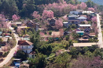 Fototapeta na wymiar Village with pink trees, Ban Rong Kla, Thailand