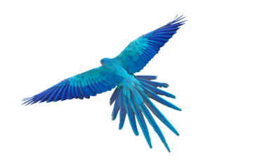 Colorful flying parrot isolated on transparent background png file	
