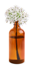 Bottle of essential oil and garlic chives flowers on white background