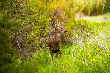 California Mule Deer (Odocoileus hemionus californicus) in his natural habitat.