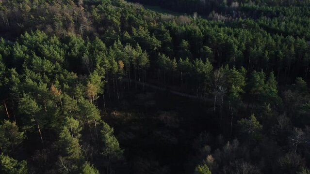 forest background aerial view