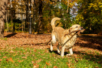 Cute Labrador Retriever dog fetching stick in sunny autumn park. Space for text