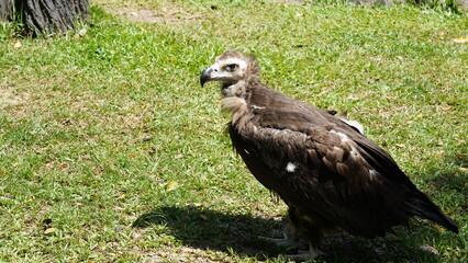 european black vulture|Aegypius monachus|黑兀鷲