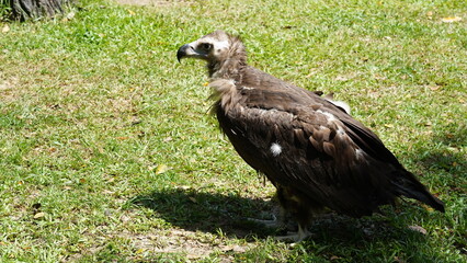 european black vulture|Aegypius monachus|黑兀鷲