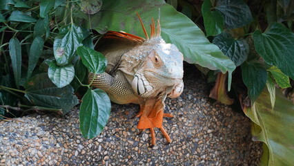 Iguana in nature habitat (Latin - Iguana iguana). Close-up image of large herbivorous lizard sitting on a tropical jungle tree with green leafs 