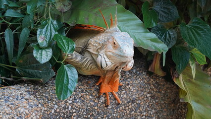 Iguana in nature habitat (Latin - Iguana iguana). Close-up image of large herbivorous lizard sitting on a tropical jungle tree with green leafs 