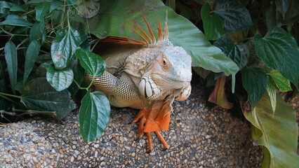 Iguana in nature habitat (Latin - Iguana iguana). Close-up image of large herbivorous lizard sitting on a tropical jungle tree with green leafs 