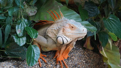 Iguana in nature habitat (Latin - Iguana iguana). Close-up image of large herbivorous lizard...